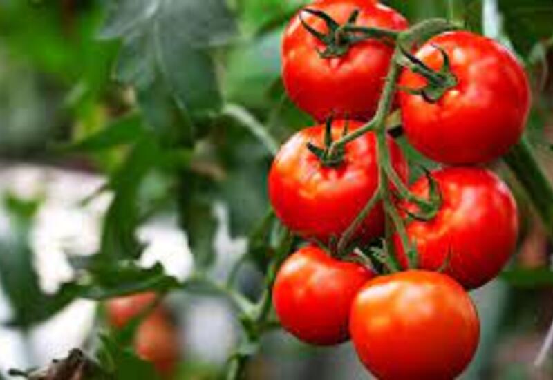 Azərbaycanda pomidor kəskin ucuzlaşdı