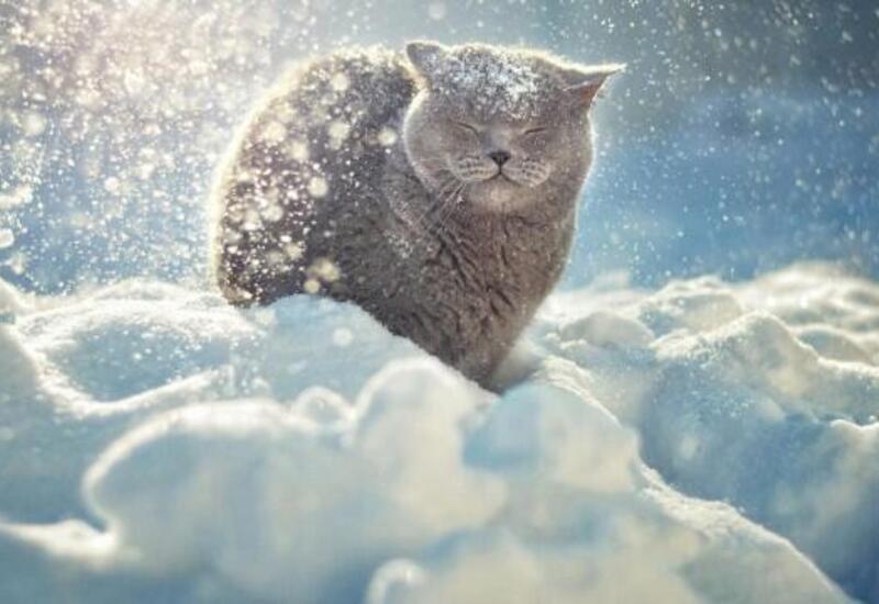 Qarın faydaları nələrdir?