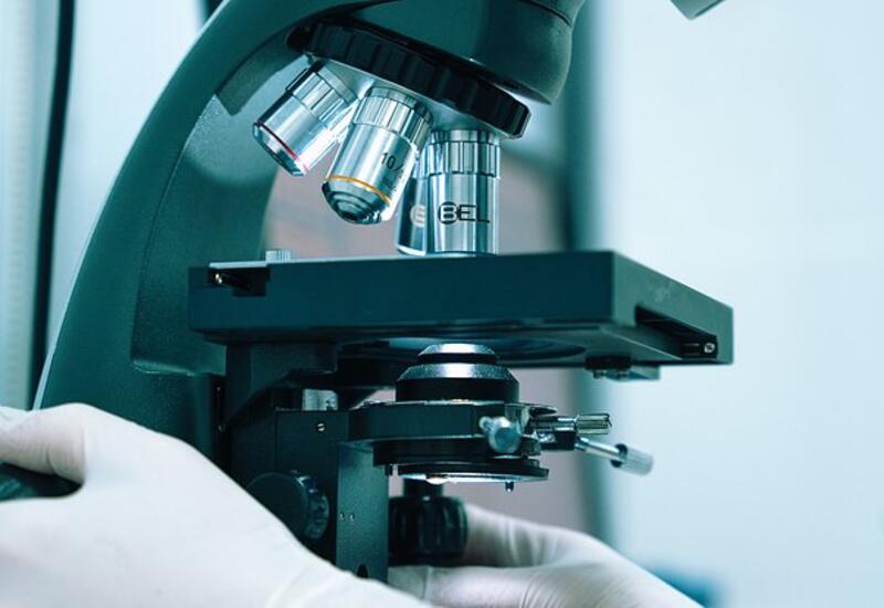 Обнаружены старейшие многоклеточные организмы