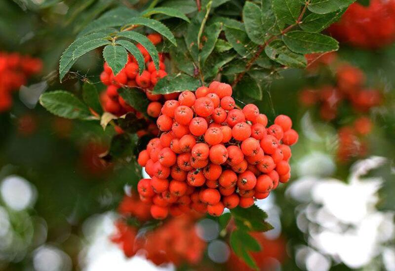 Bu iki meyvə təzyiqi tez salır