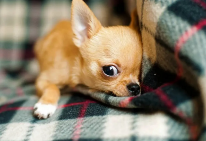 Azərbaycanda qanunla it əti də satıla bilər