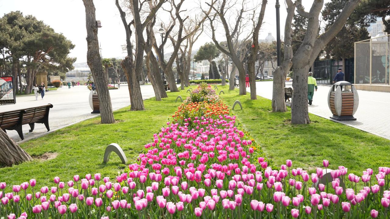 Bakı bulvarında zanbaq fəsli