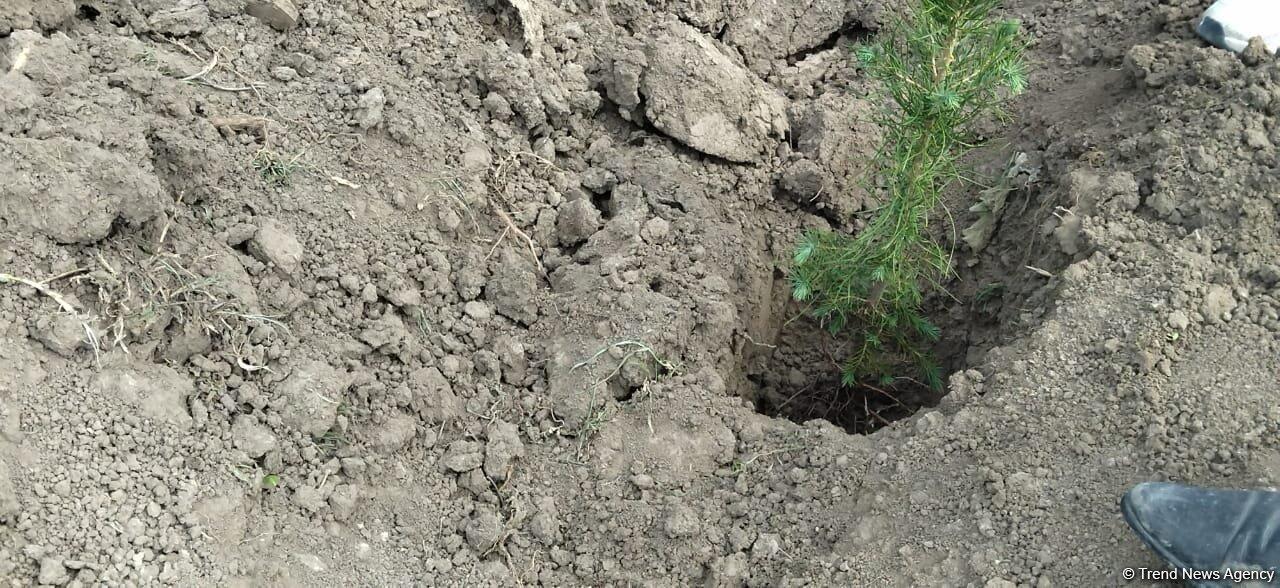 Акция по посадке деревьев в честь Дня просвещения о минах в Карабахе