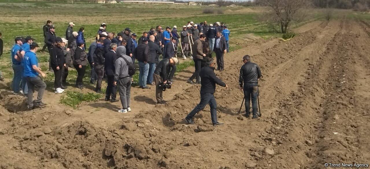 Акция по посадке деревьев в честь Дня просвещения о минах в Карабахе