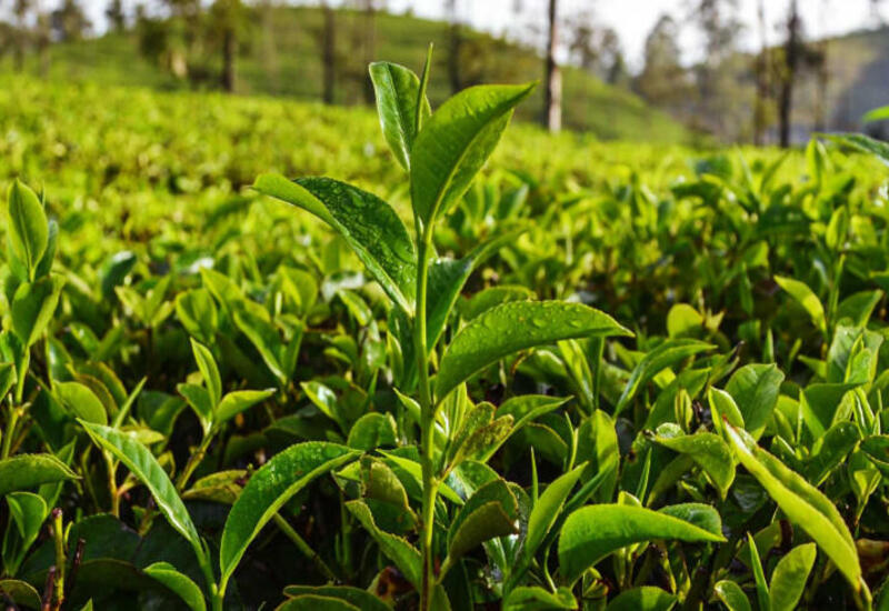 Dünyada ən bahalı çay növləri