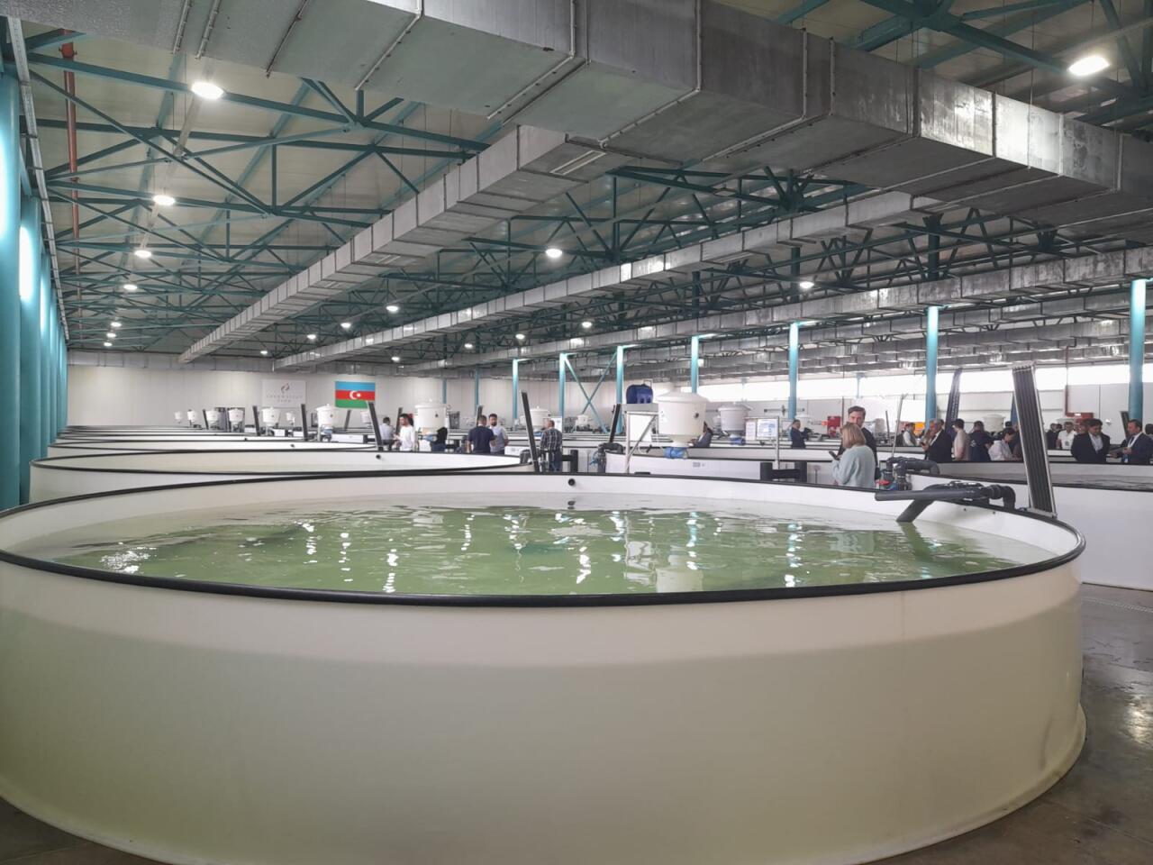 Azerbaijan Fish Farm выпустила в Каспий 50 000 мальков осетров по случаю Международного дня биоразнообразия