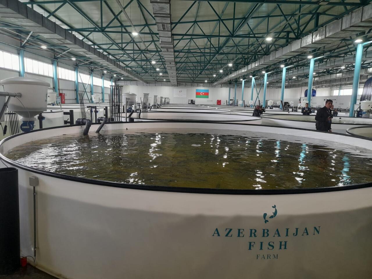Azerbaijan Fish Farm выпустила в Каспий 50 000 мальков осетров по случаю Международного дня биоразнообразия