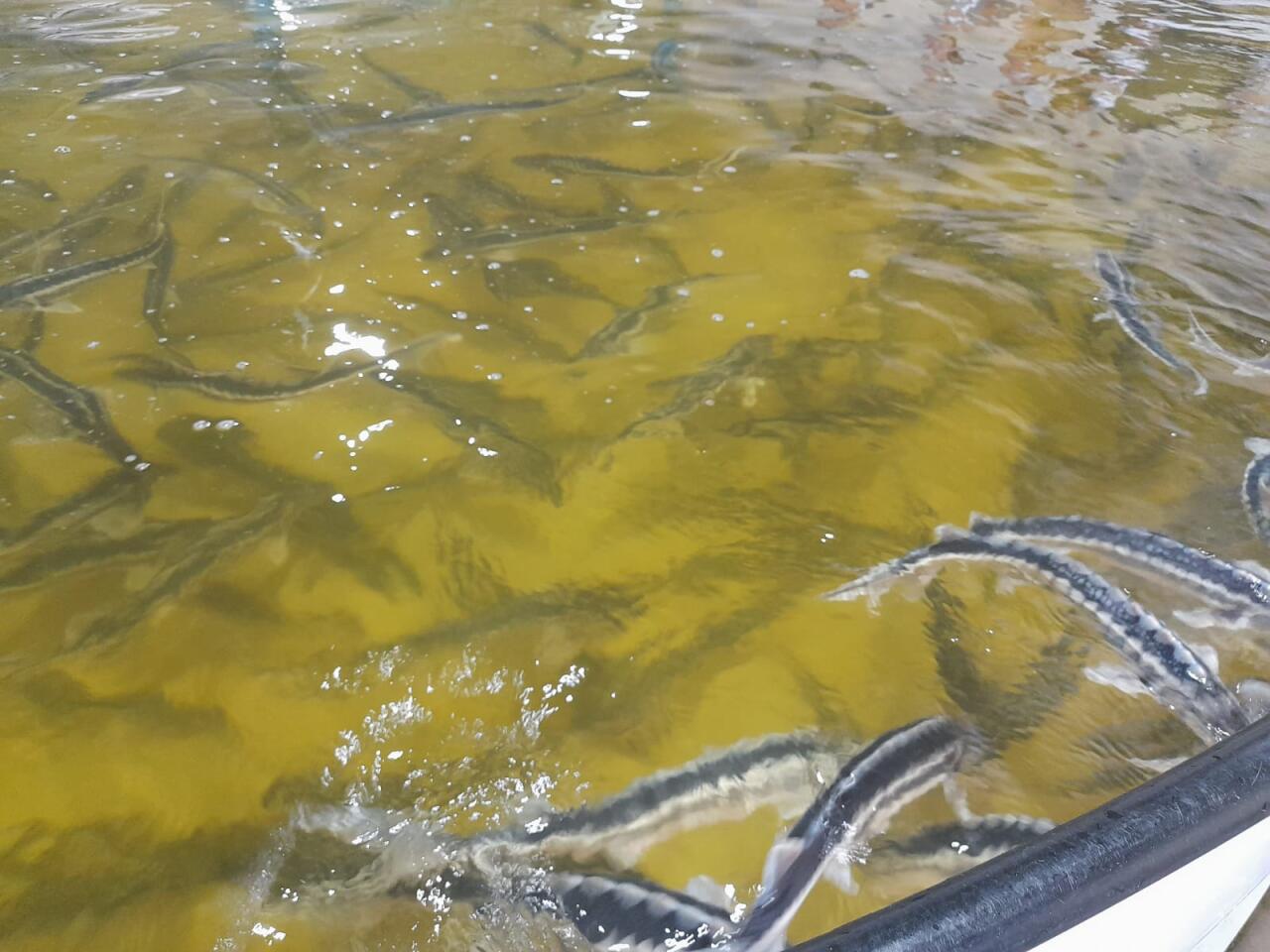 Azerbaijan Fish Farm выпустила в Каспий 50 000 мальков осетров по случаю Международного дня биоразнообразия