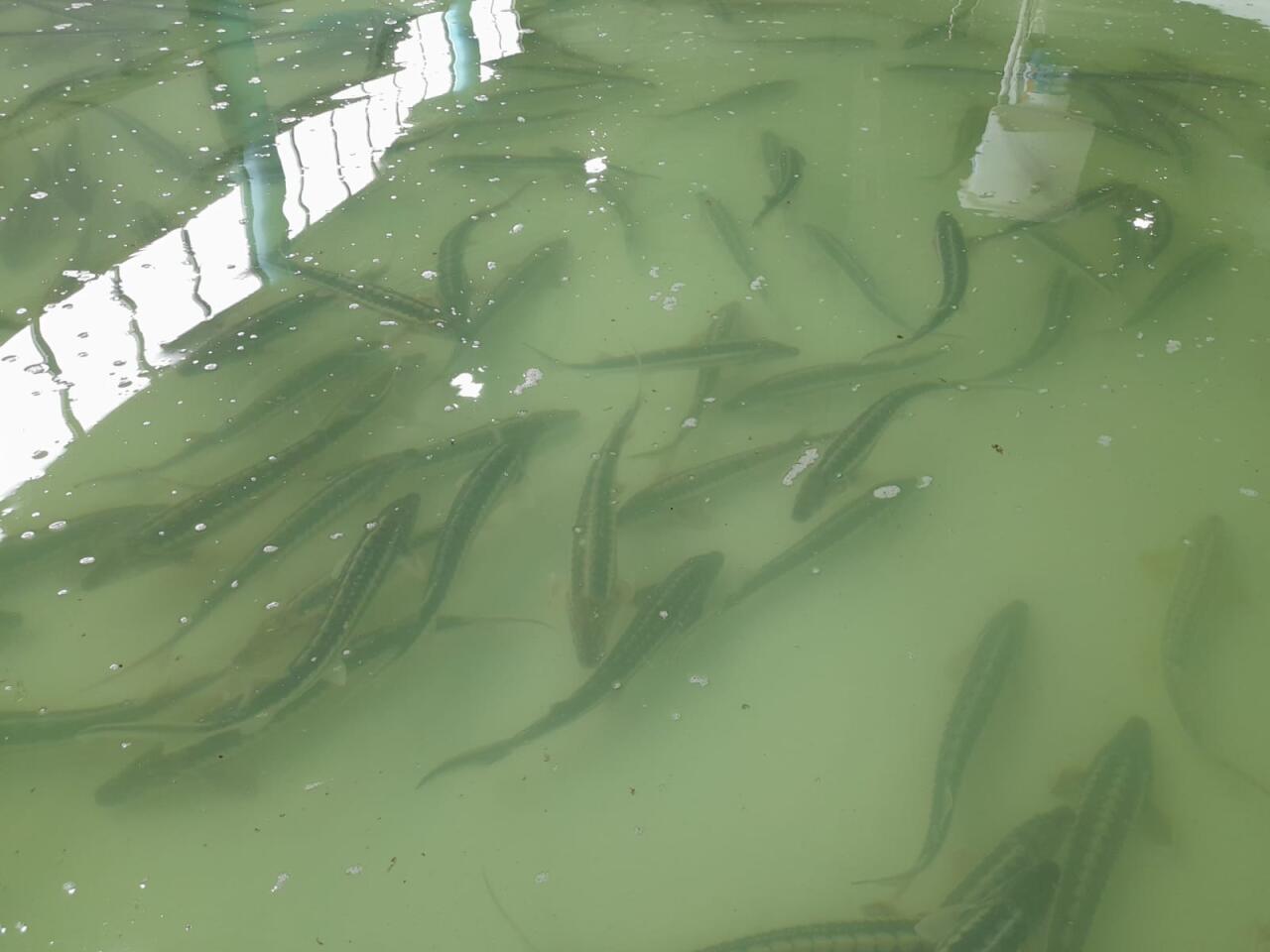 Azerbaijan Fish Farm выпустила в Каспий 50 000 мальков осетров по случаю Международного дня биоразнообразия