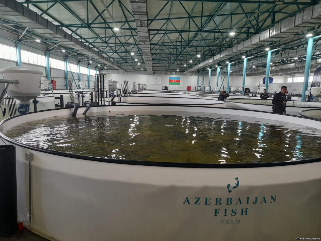 Azerbaijan Fish Farm выпустила в Каспий 50 000 мальков осетров по случаю Международного дня биоразнообразия