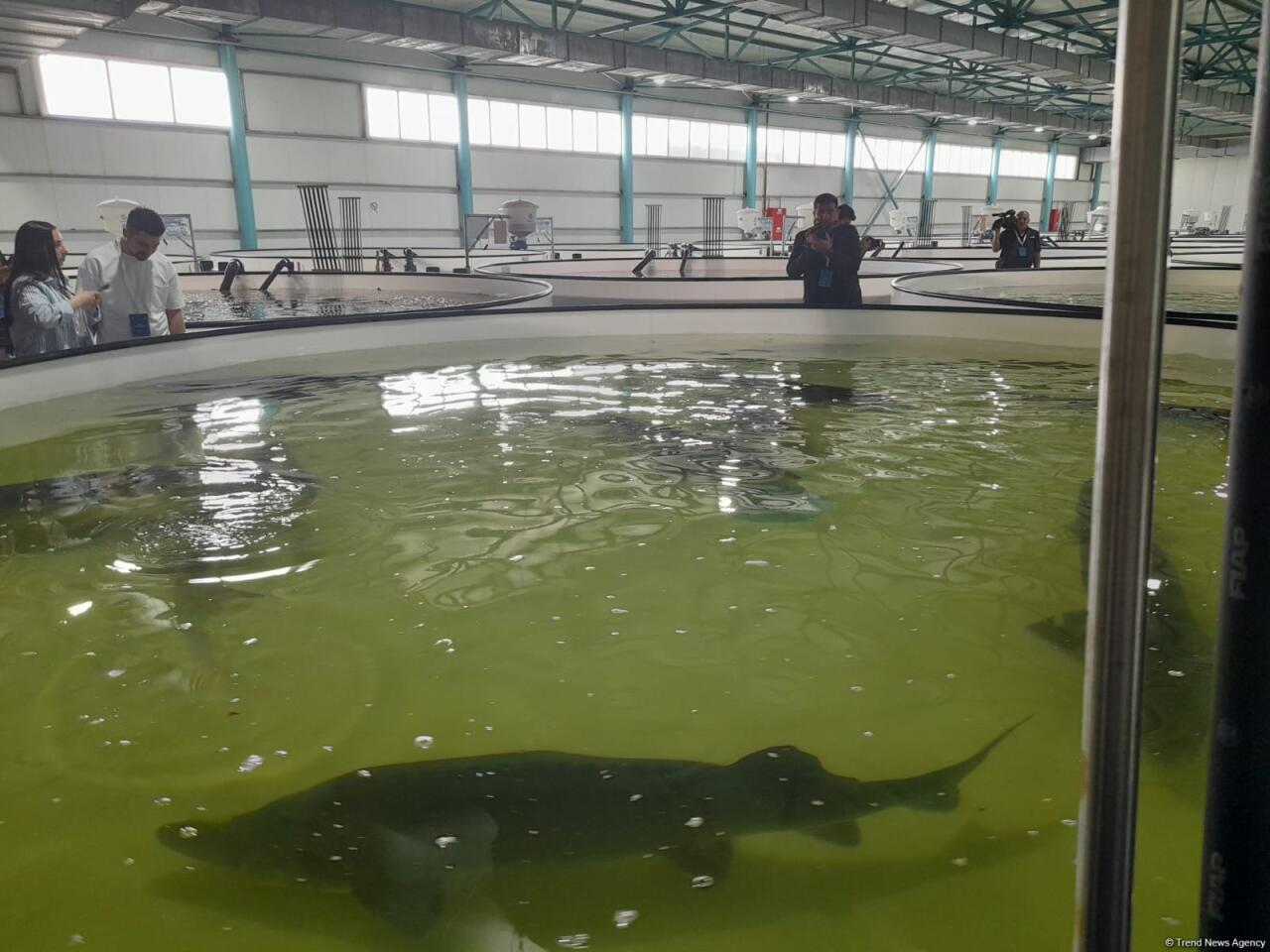 Azerbaijan Fish Farm выпустила в Каспий 50 000 мальков осетров по случаю Международного дня биоразнообразия
