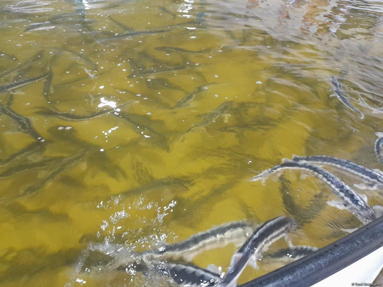 Azerbaijan Fish Farm выпустила в Каспий 50 000 мальков осетров по случаю Международного дня биоразнообразия