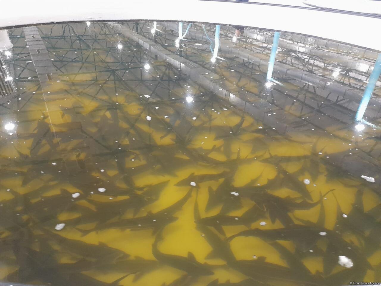 Azerbaijan Fish Farm выпустила в Каспий 50 000 мальков осетров по случаю Международного дня биоразнообразия