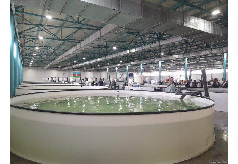 Azerbaijan Fish Farm выпустила в Каспий 50 000 мальков осетров по случаю Международного дня биоразнообразия