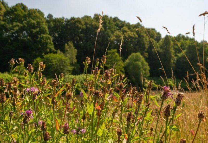 Sinirləri bərpa edən çöl bitkisi kəşf edildi