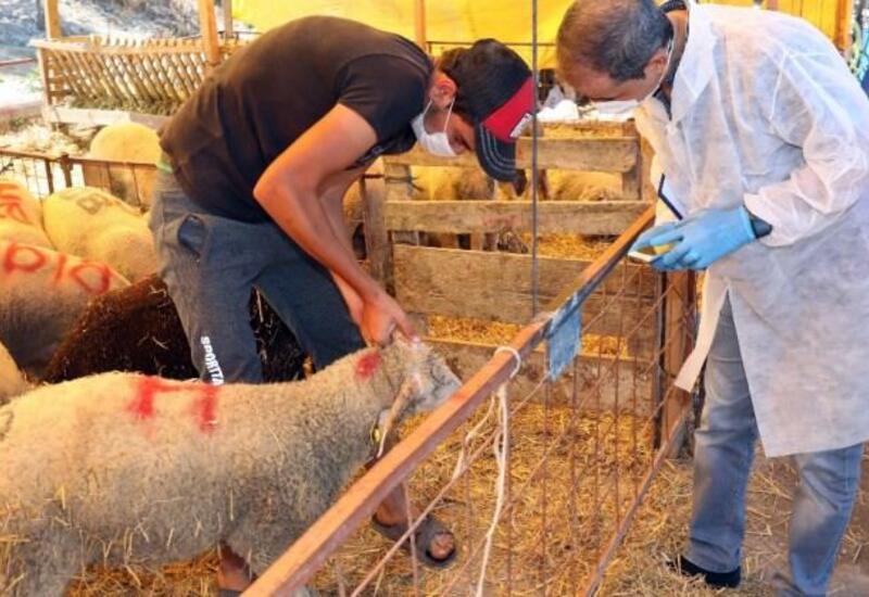Qurban bayramı günlərində heyvanların satışı və kəsimi xidmətləri göstəriləcək ünvanlar açıqlandı