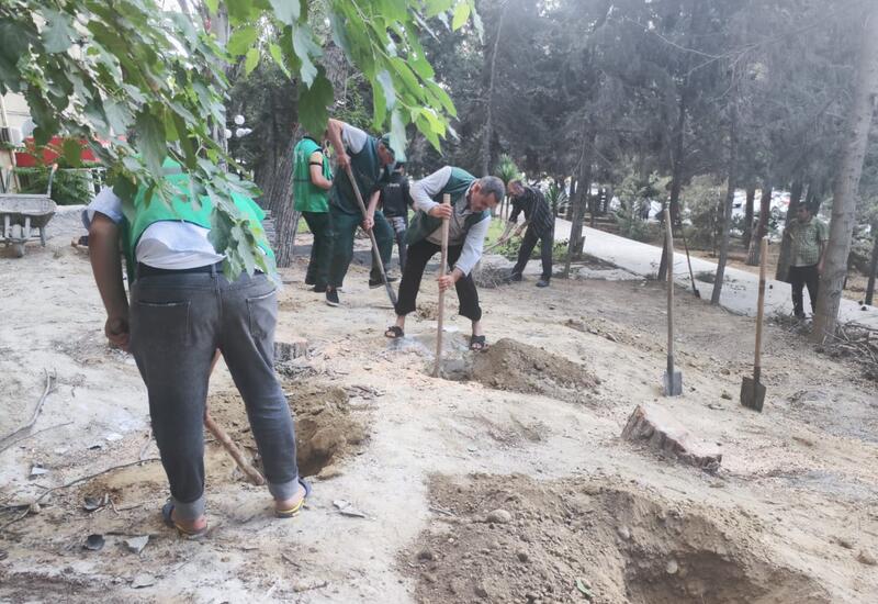Bakıda yeni ağaclar əkilir