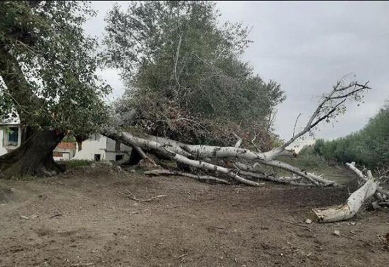 Ağstafada külək bu məşhur parkı məhv etdi