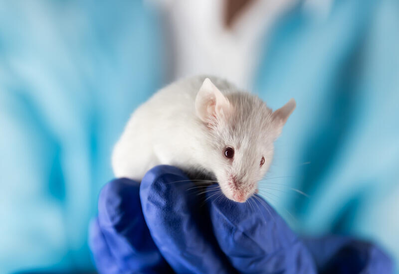 Найден способ предотвратить метастазы в костях