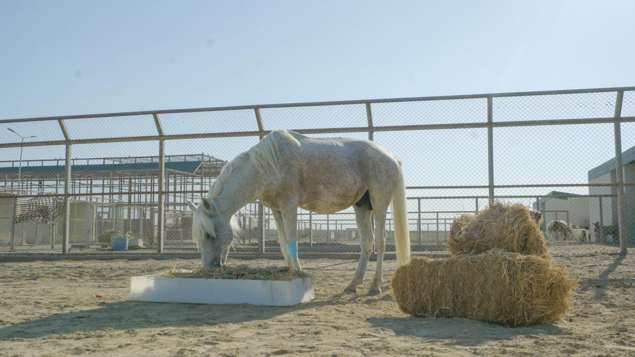 По поручению Лейлы Алиевой оставленная без присмотра фаэтонная лошадь привлечена к реабилитации