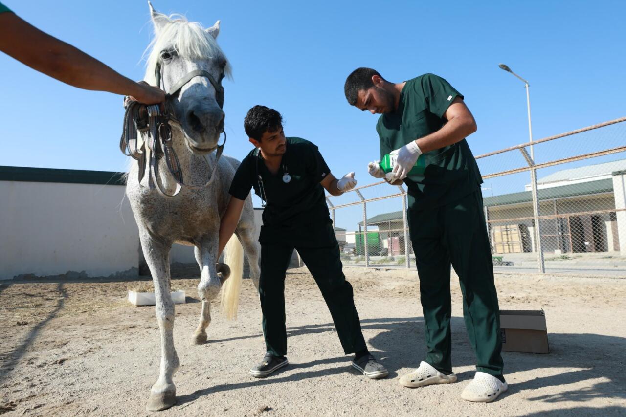 По поручению Лейлы Алиевой оставленная без присмотра фаэтонная лошадь привлечена к реабилитации