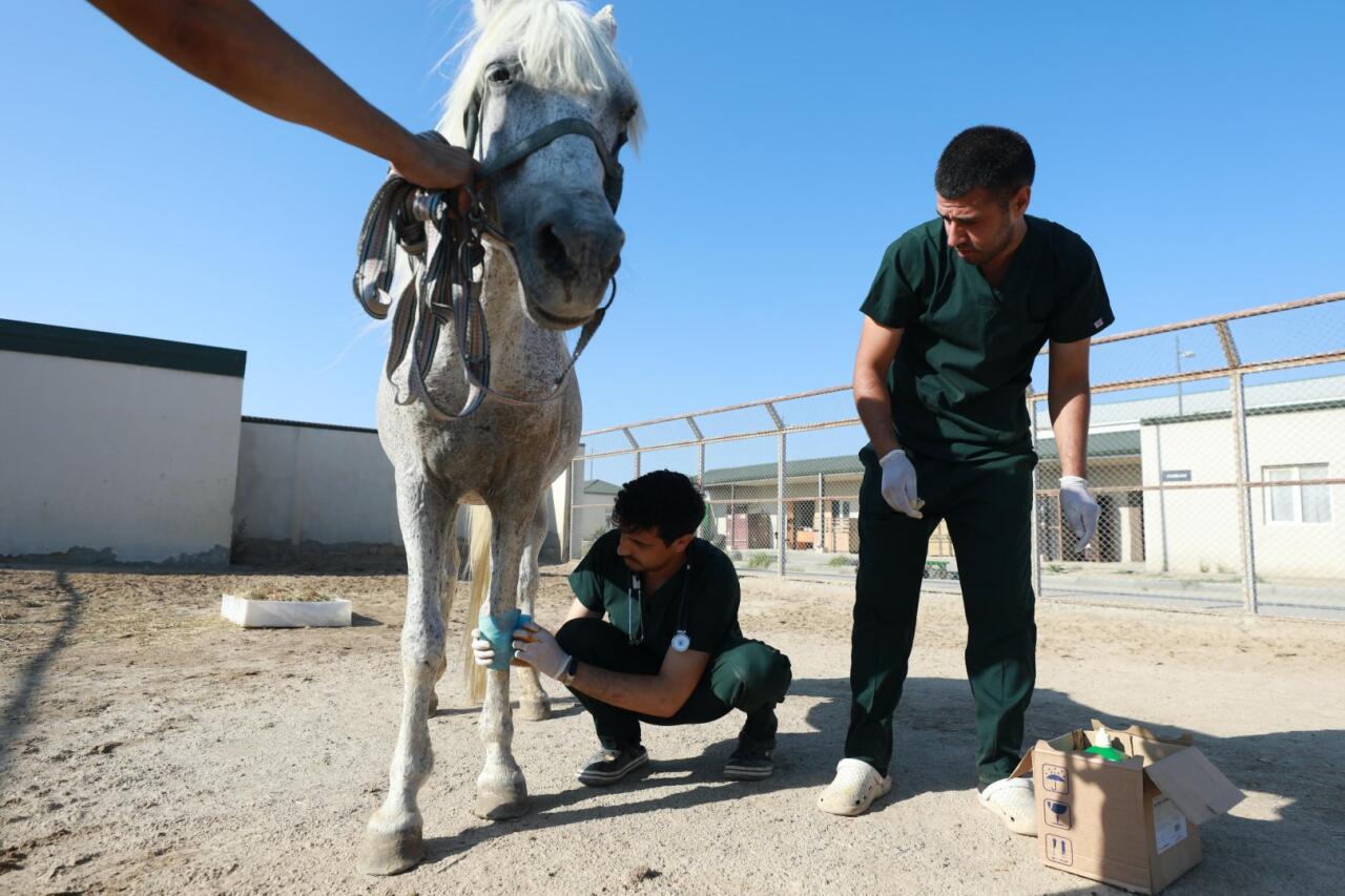 По поручению Лейлы Алиевой оставленная без присмотра фаэтонная лошадь привлечена к реабилитации