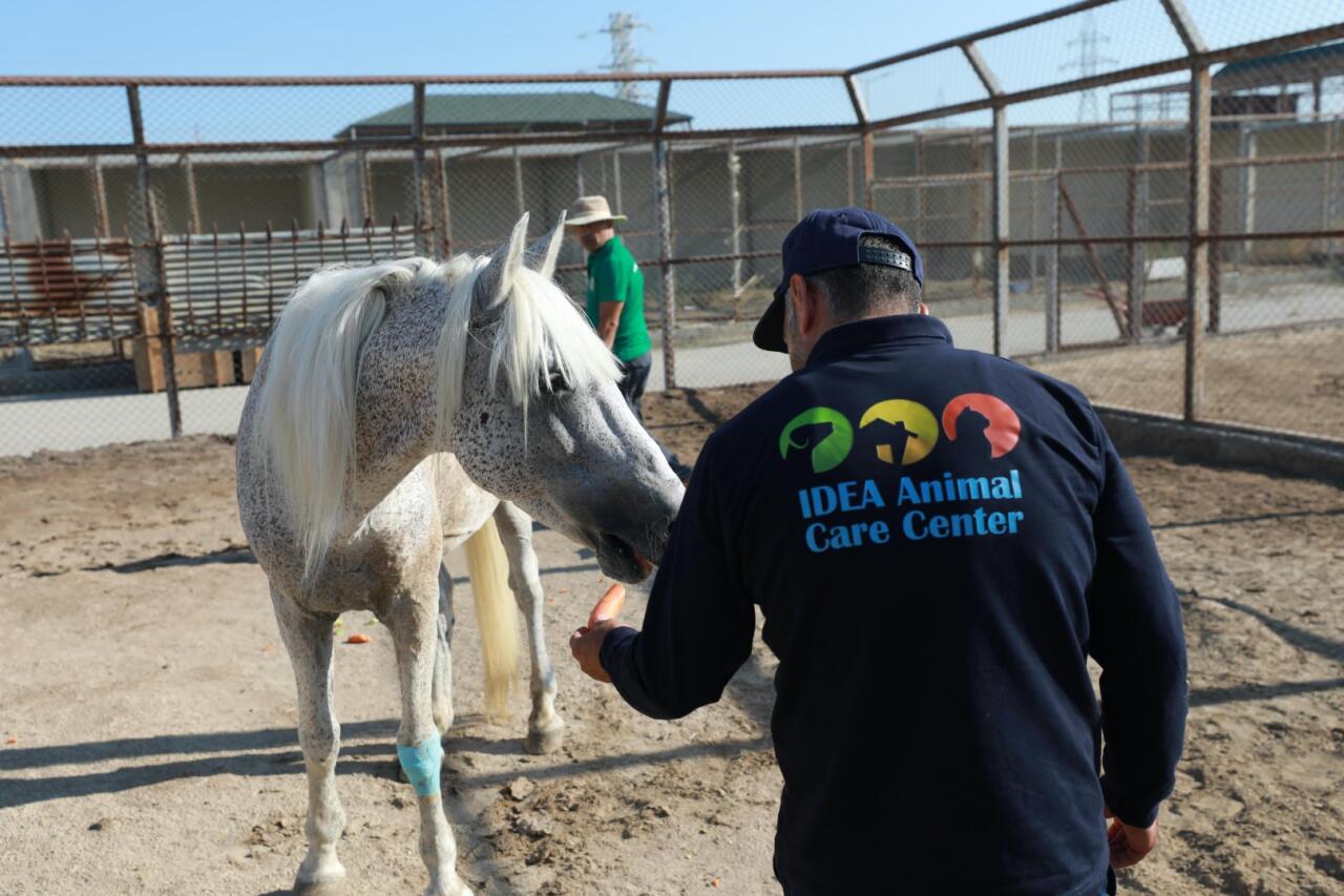 По поручению Лейлы Алиевой оставленная без присмотра фаэтонная лошадь привлечена к реабилитации