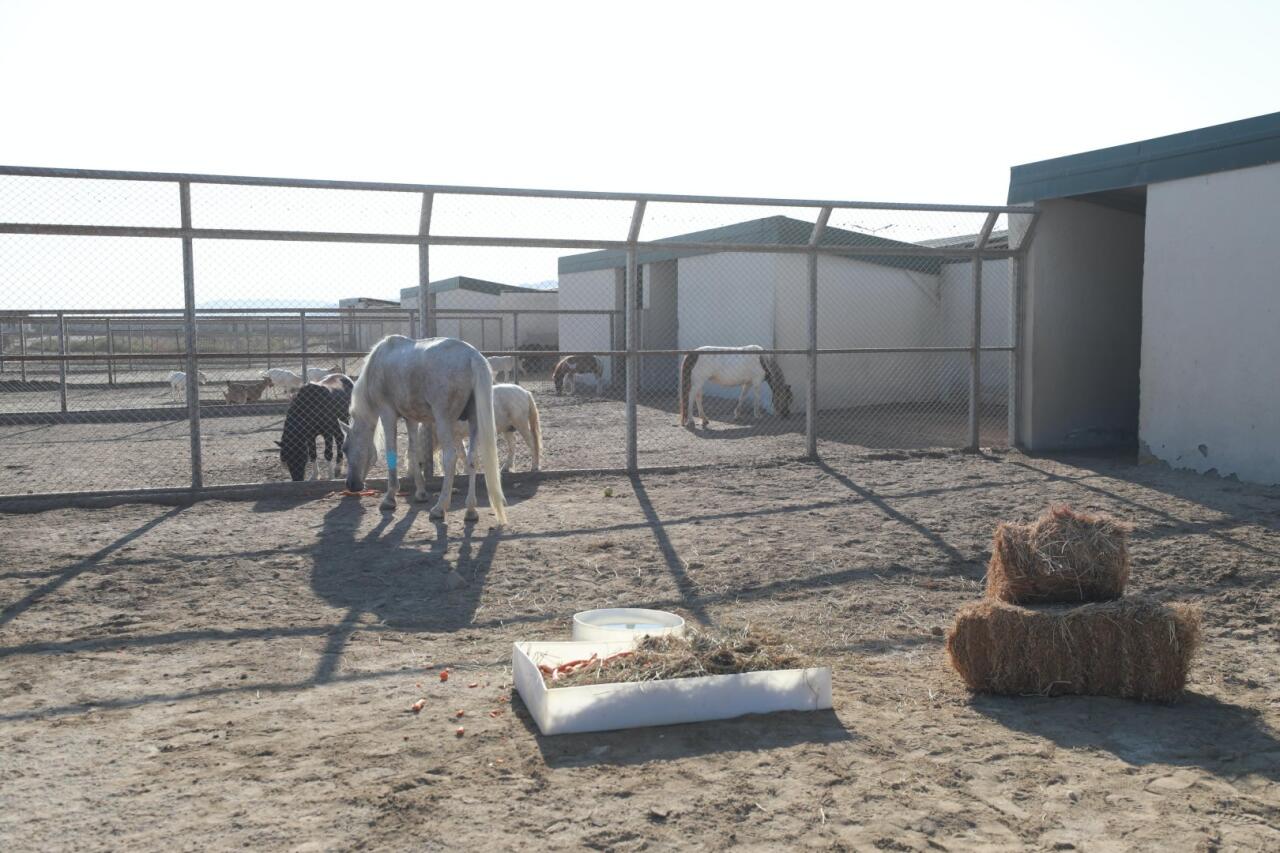 По поручению Лейлы Алиевой оставленная без присмотра фаэтонная лошадь привлечена к реабилитации