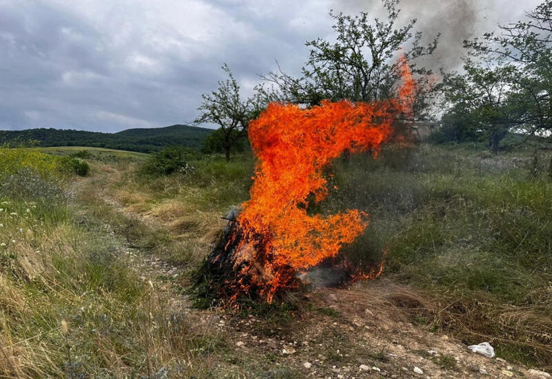 Göyçayda 2 tondan artıq çətənə kolu məhv edilib