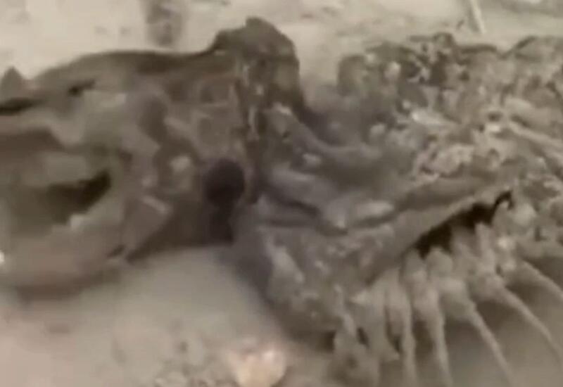 В Австралии нашли останки неизвестного существа