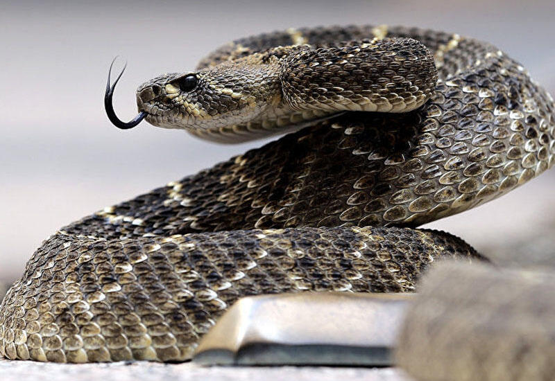 Zoologiya İnstitutu “28 May”da peyda olan ilanlar barədə