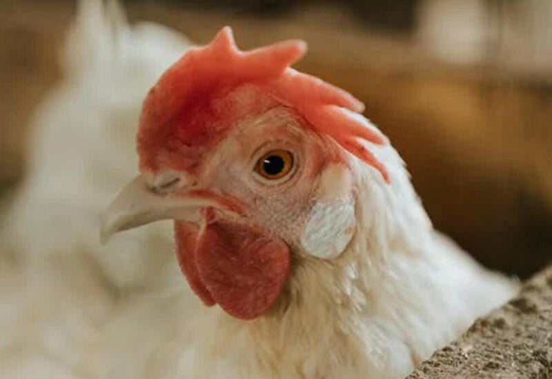 Bu ölkədən quş əti idxalı qadağan edildi