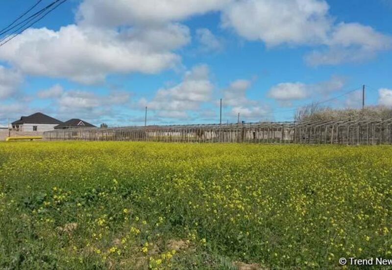 Azərbaycanda fərdi ev tikmək üçün qanuni torpaq sahələri satışa çıxarılır