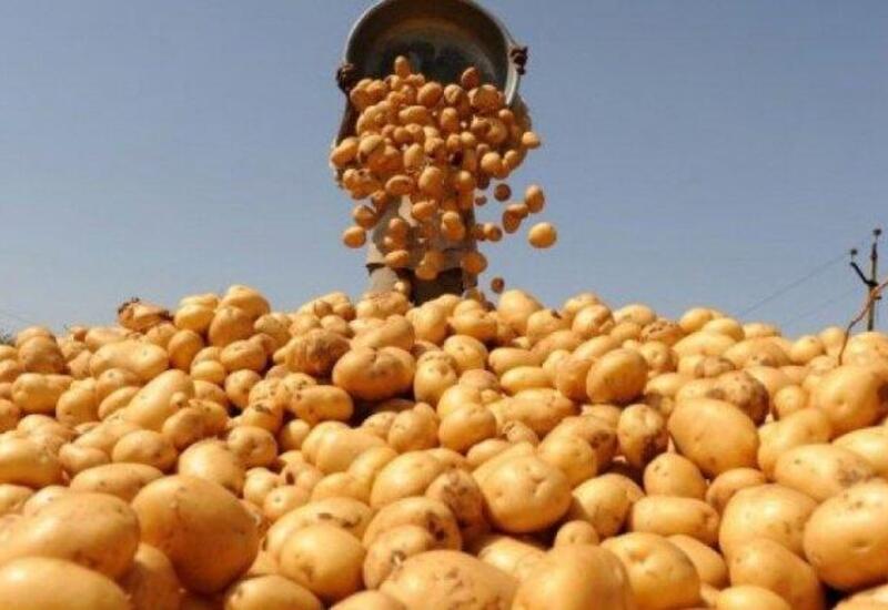 Zibilə deyil, çaydana atın
