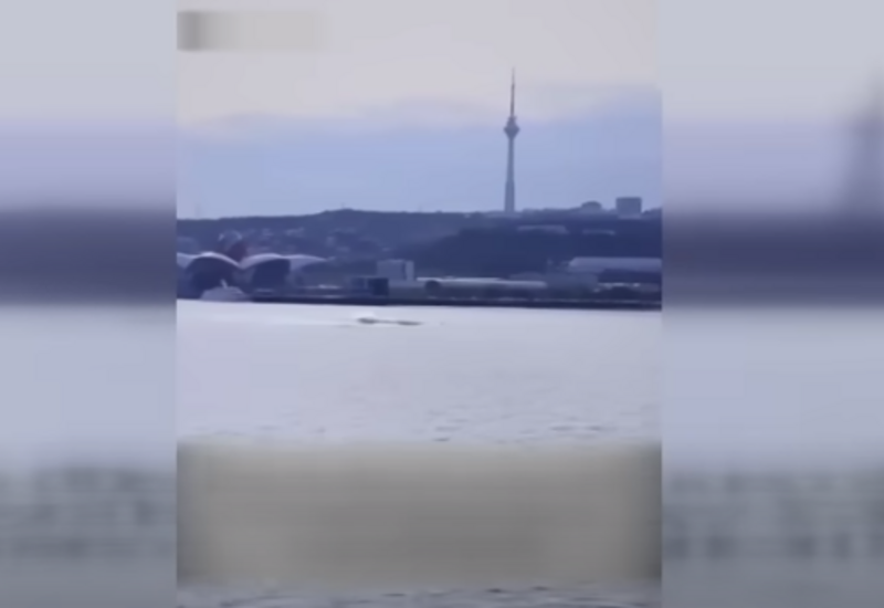 Xəzər dənizində görüntülənən nəhəng canlı nədir?