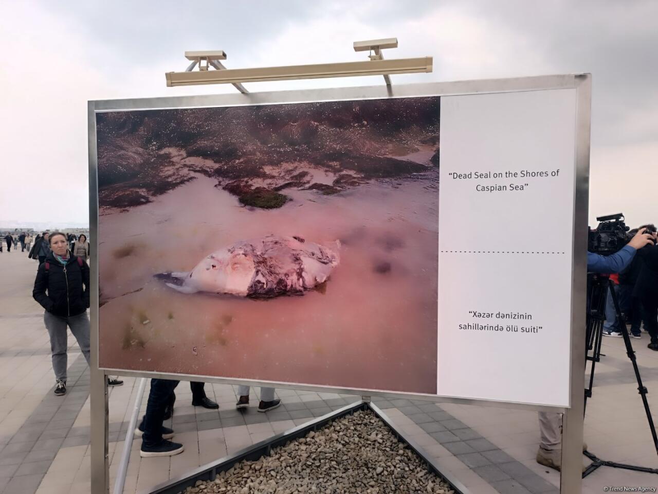 На Бакинском бульваре в рамках COP29 открылась экспозиция по защите морских видов