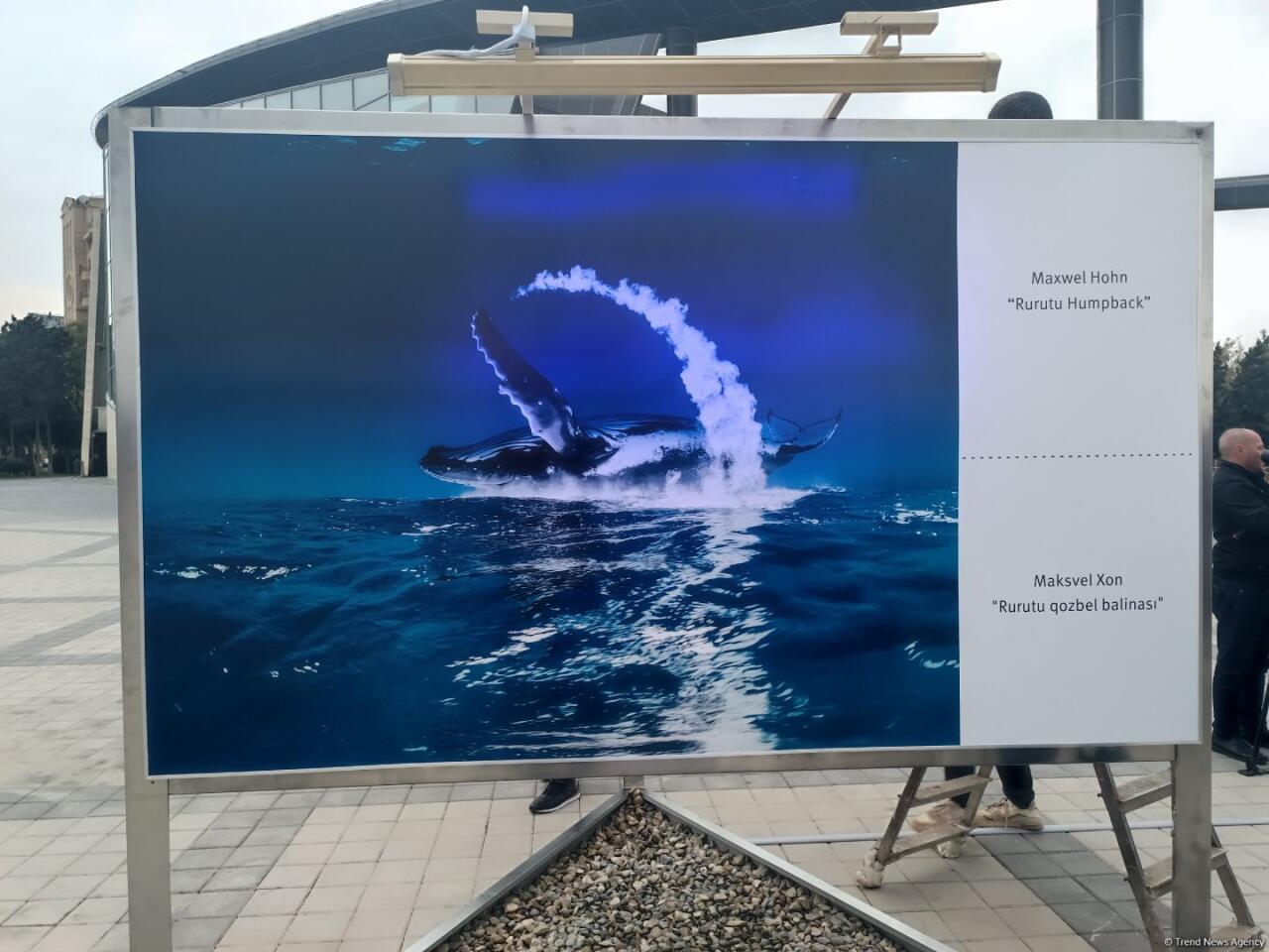 На Бакинском бульваре в рамках COP29 открылась экспозиция по защите морских видов
