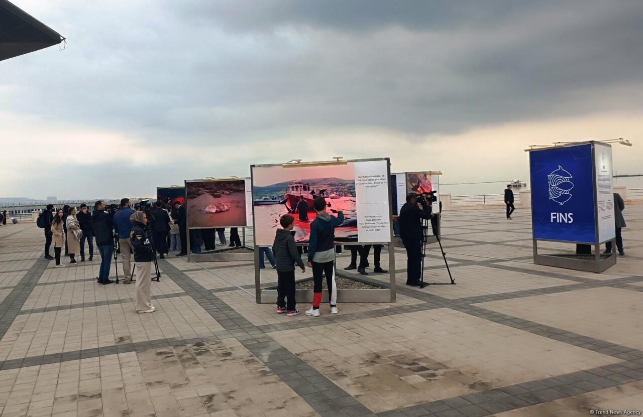 На Бакинском бульваре в рамках COP29 открылась экспозиция по защите морских видов