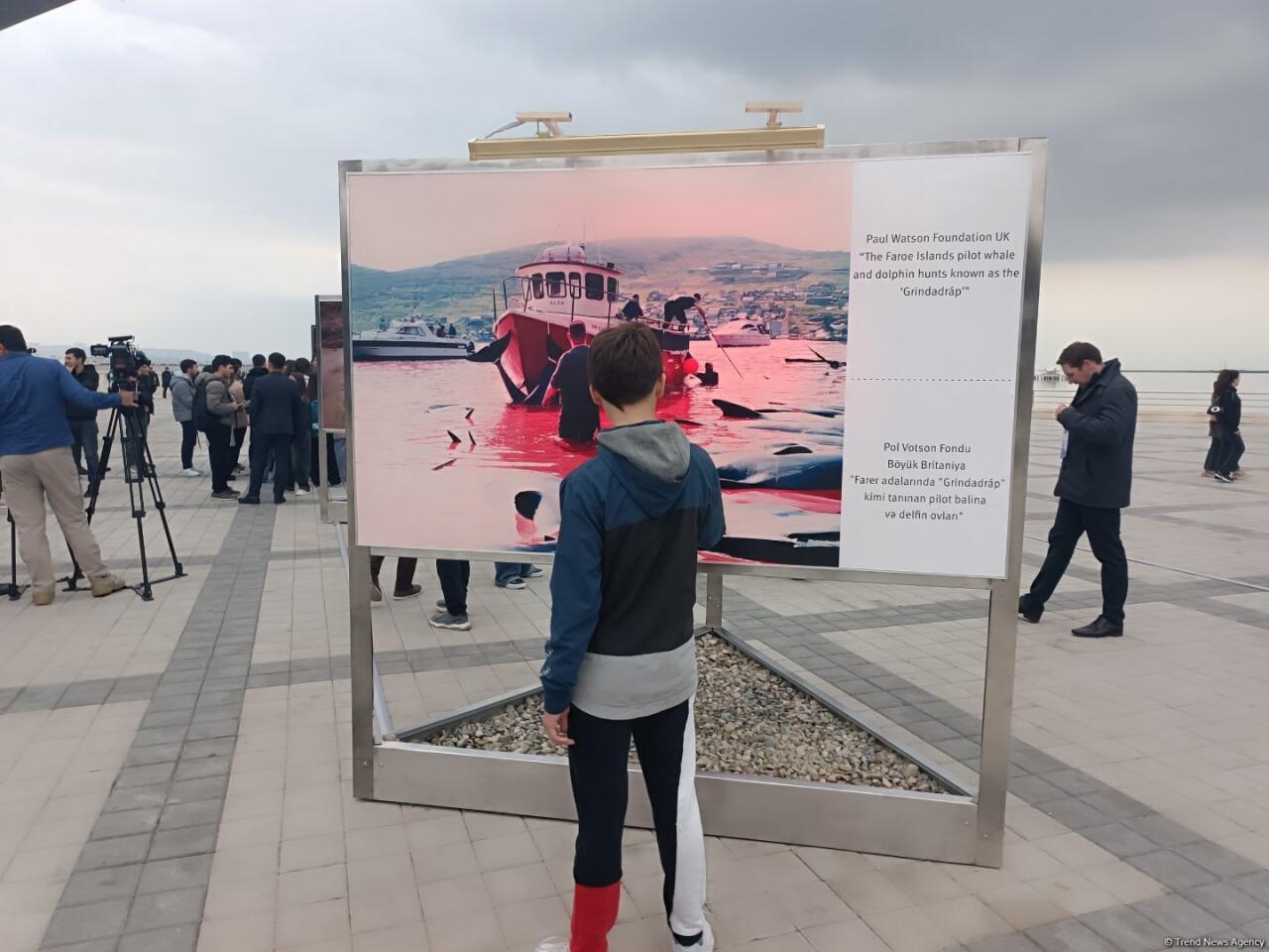 На Бакинском бульваре в рамках COP29 открылась экспозиция по защите морских видов