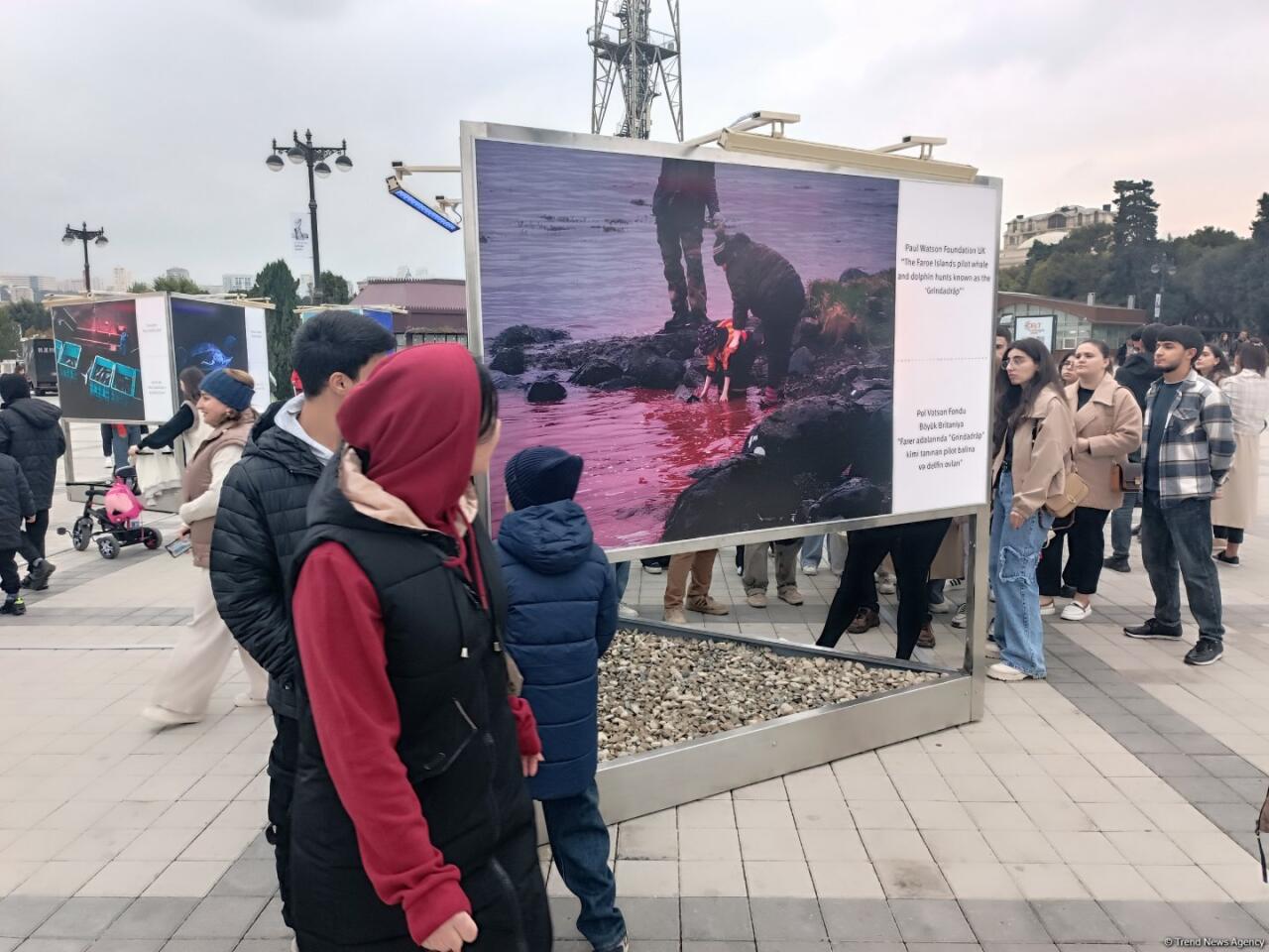 На Бакинском бульваре в рамках COP29 открылась экспозиция по защите морских видов