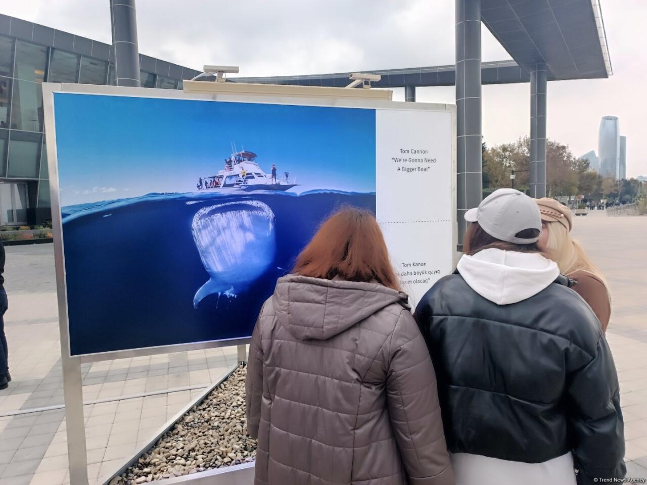На Бакинском бульваре в рамках COP29 открылась экспозиция по защите морских видов