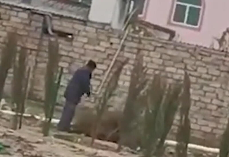 Yeni əkilən ağac tingləri niyə çıxarılıb?