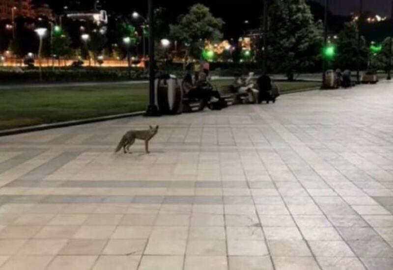 Bulvarda gəzən tülkülərlə bağlı