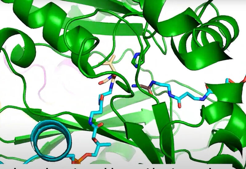 Ученые увидели, как микробы вырабатывают антибиотики