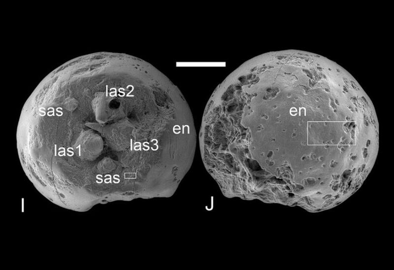 Древние эмбрионы раскрыли тайны зарождения жизни