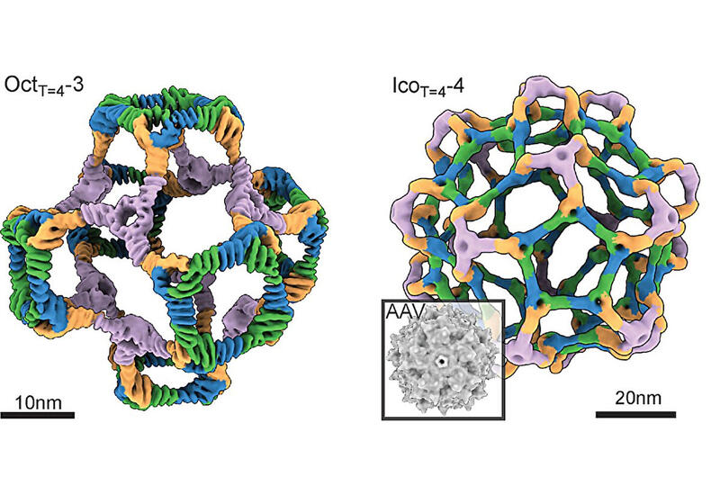 Наноклетки, имитирующие вирусы, помогут в генной терапии