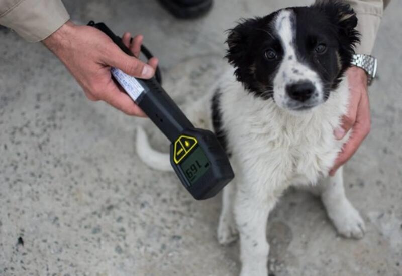Ученые опровергли сверхспособностей у чернобыльских собак