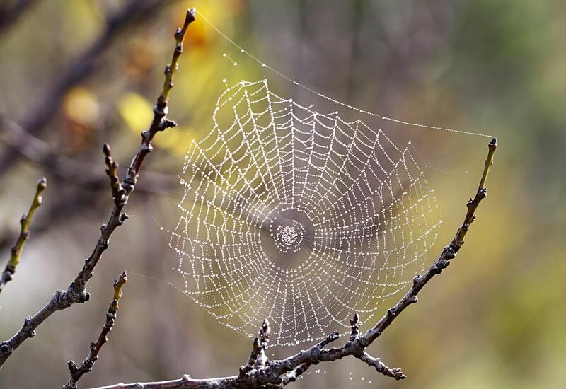 Ölümcül zəhərə malik yeni hörümçək kəşf olunub