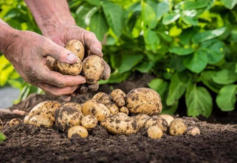 Çiy kartof yemək faydalıdır?