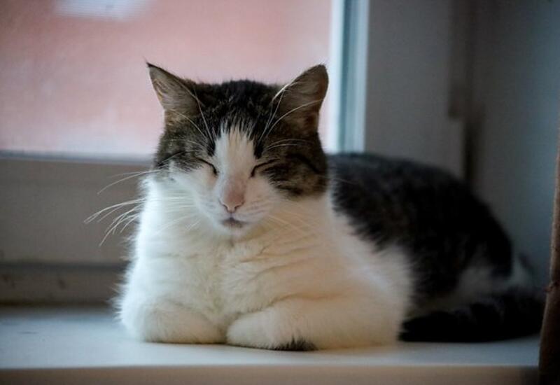 Кошка лишила хозяйку работы и премии